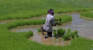 Bagaimana El Niño dapat merusak perekonomian India | Dijelaskan
| beritakitanih Bagaimana El Niño dapat merusak perekonomian India | Dijelaskan
| beritakitanih