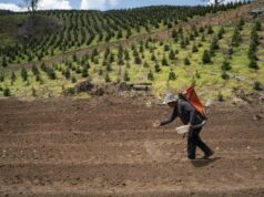 Bagaimana kekurangan pupuk akibat perang Iran dapat mempengaruhi harga pangan AS
| beritakitanih Bagaimana kekurangan pupuk akibat perang Iran dapat mempengaruhi harga pangan AS
| beritakitanih