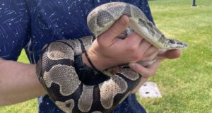 Biologi ekstrim ular piton mungkin menyimpan petunjuk untuk mengobati penyakit manusia
| beritakitanih Biologi ekstrim ular piton mungkin menyimpan petunjuk untuk mengobati penyakit manusia
| beritakitanih
