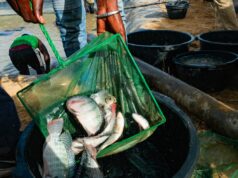 Could fish be a secret ingredient for rice farmers to avoid disease and make more money? | beritakitanih Could fish be a secret ingredient for rice farmers to avoid disease and make more money? | beritakitanih