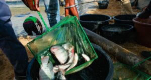 Could fish be a secret ingredient for rice farmers to avoid disease and make more money? | beritakitanih Could fish be a secret ingredient for rice farmers to avoid disease and make more money? | beritakitanih