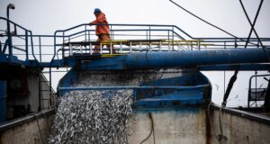 El Niño Telah Mendatangkan Malapetaka pada Perikanan Pasifik
| beritakitanih El Niño Telah Mendatangkan Malapetaka pada Perikanan Pasifik
| beritakitanih