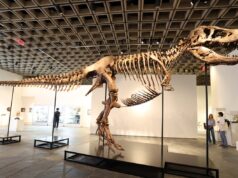 Ingin memiliki T. rex asli? Ini bisa menghabiskan biaya $30 juta
| beritakitanih Ingin memiliki T. rex asli? Ini bisa menghabiskan biaya $30 juta
| beritakitanih