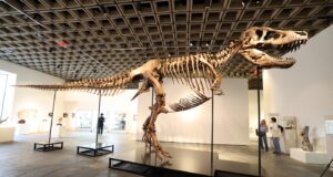 Ingin memiliki T. rex asli? Ini bisa menghabiskan biaya $30 juta
| beritakitanih Ingin memiliki T. rex asli? Ini bisa menghabiskan biaya $30 juta
| beritakitanih