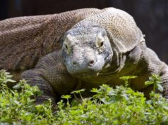 Kebiasaan makan Hobbit Flores memberikan petunjuk tentang masa lalu evolusi mereka
| beritakitanih Kebiasaan makan Hobbit Flores memberikan petunjuk tentang masa lalu evolusi mereka
| beritakitanih