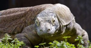 Kebiasaan makan Hobbit Flores memberikan petunjuk tentang masa lalu evolusi mereka
| beritakitanih Kebiasaan makan Hobbit Flores memberikan petunjuk tentang masa lalu evolusi mereka
| beritakitanih
