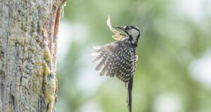 Kelompok lingkungan hidup menuntut pemerintah untuk menghentikan perubahan besar terhadap Undang-Undang Spesies Terancam Punah
| beritakitanih Kelompok lingkungan hidup menuntut pemerintah untuk menghentikan perubahan besar terhadap Undang-Undang Spesies Terancam Punah
| beritakitanih