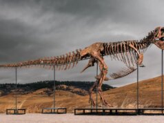 Lelang Big T. Rex di Sotheby Menimbulkan Kekhawatiran Hype dan Kekayaan Menjungkirbalikkan Ilmu Pengetahuan
| beritakitanih Lelang Big T. Rex di Sotheby Menimbulkan Kekhawatiran Hype dan Kekayaan Menjungkirbalikkan Ilmu Pengetahuan
| beritakitanih