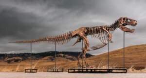 Lelang Big T. Rex di Sotheby Menimbulkan Kekhawatiran Hype dan Kekayaan Menjungkirbalikkan Ilmu Pengetahuan
| beritakitanih Lelang Big T. Rex di Sotheby Menimbulkan Kekhawatiran Hype dan Kekayaan Menjungkirbalikkan Ilmu Pengetahuan
| beritakitanih