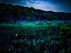 Malam melihat kunang-kunang kembali ke Arboretum U of M dengan pertunjukan kembang api yang hening
| beritakitanih Malam melihat kunang-kunang kembali ke Arboretum U of M dengan pertunjukan kembang api yang hening
| beritakitanih