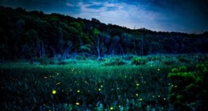 Malam melihat kunang-kunang kembali ke Arboretum U of M dengan pertunjukan kembang api yang hening
| beritakitanih Malam melihat kunang-kunang kembali ke Arboretum U of M dengan pertunjukan kembang api yang hening
| beritakitanih