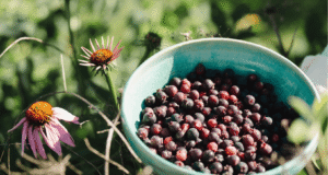 Orang-orang Midwestern ini sedang memanen buah beri
| beritakitanih Orang-orang Midwestern ini sedang memanen buah beri
| beritakitanih