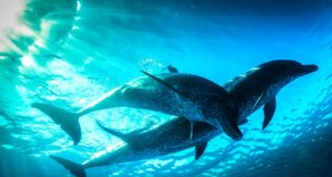 PBS, BBC Tetapkan Seri Sains Evolusi ‘Nova’ Baru yang Menelusuri ‘Perjalanan Epik Kehidupan’ (EKSKLUSIF)
| beritakitanih PBS, BBC Tetapkan Seri Sains Evolusi 'Nova' Baru yang Menelusuri 'Perjalanan Epik Kehidupan' (EKSKLUSIF)
| beritakitanih