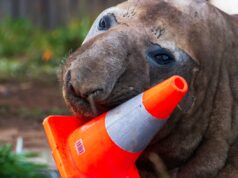 Pejabat Australia meminta para penggemar untuk menghormati privasi Neil, anjing laut pembuat masalah
| beritakitanih Pejabat Australia meminta para penggemar untuk menghormati privasi Neil, anjing laut pembuat masalah
| beritakitanih