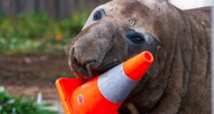 Pejabat Australia meminta para penggemar untuk menghormati privasi Neil, anjing laut pembuat masalah
| beritakitanih Pejabat Australia meminta para penggemar untuk menghormati privasi Neil, anjing laut pembuat masalah
| beritakitanih