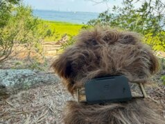 Pelacak hewan peliharaan Fi yang mendukung Starlink menemukan anjing saya ketika LTE tidak bisa
| beritakitanih Pelacak hewan peliharaan Fi yang mendukung Starlink menemukan anjing saya ketika LTE tidak bisa
| beritakitanih