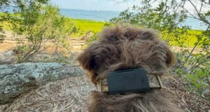 Pelacak hewan peliharaan Fi yang mendukung Starlink menemukan anjing saya ketika LTE tidak bisa
| beritakitanih Pelacak hewan peliharaan Fi yang mendukung Starlink menemukan anjing saya ketika LTE tidak bisa
| beritakitanih