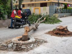 Perkelahian dalam keadaan mabuk menyebabkan penebangan pohon peepal dan jamun yang sudah dewasa di Hyderabad
| beritakitanih Perkelahian dalam keadaan mabuk menyebabkan penebangan pohon peepal dan jamun yang sudah dewasa di Hyderabad
| beritakitanih
