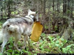 Perkemahan Isle Royale ditutup sementara karena serigala yang ‘semakin berani’
| beritakitanih Perkemahan Isle Royale ditutup sementara karena serigala yang 'semakin berani'
| beritakitanih