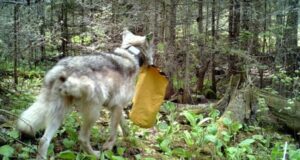 Perkemahan Isle Royale ditutup sementara karena serigala yang ‘semakin berani’
| beritakitanih Perkemahan Isle Royale ditutup sementara karena serigala yang 'semakin berani'
| beritakitanih