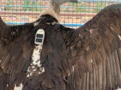 Telemetri radio hampir menyelamatkan burung nasar ini
| beritakitanih Telemetri radio hampir menyelamatkan burung nasar ini
| beritakitanih