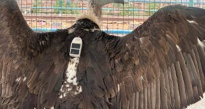 Telemetri radio hampir menyelamatkan burung nasar ini
| beritakitanih Telemetri radio hampir menyelamatkan burung nasar ini
| beritakitanih