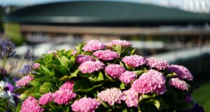 Undian Wimbledon 2026: Selesaikan pertandingan dan braket babak keempat putra dan putri
| beritakitanih Undian Wimbledon 2026: Selesaikan pertandingan dan braket babak keempat putra dan putri
| beritakitanih